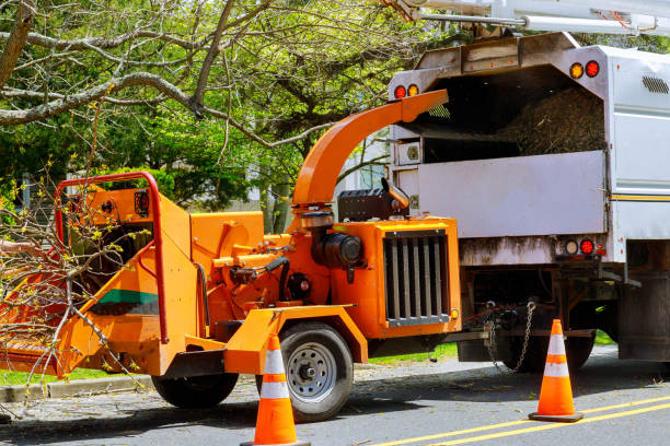 Reliable Hampden Sydney, VA Tree Removal and Landscaping Services Solutions